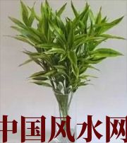 江苏十二生肖养什么植物最旺财运？你知道吗！